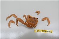藏品(白紋方蟹)的圖片